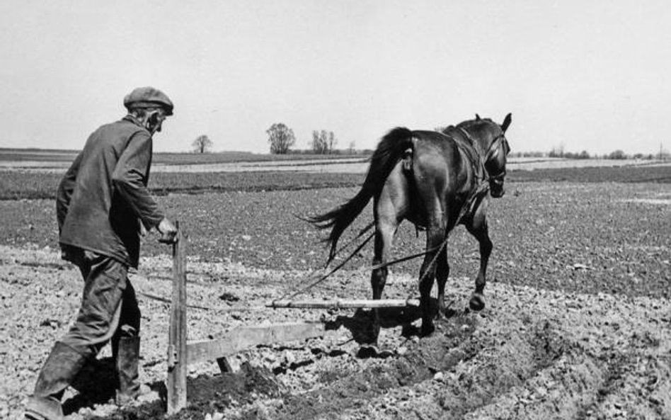 Chłopi też zachowują się racjonalnie. Kiedy w latach 70. rząd Jaroszewicza podniósł ceny paliw, spad