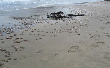 Hiszpania: Z plaż usunięto 11 ton meduz