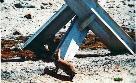 Królik po berlińsku