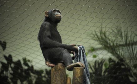 Podróż na Marsa naruszy prawa zwierząt