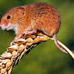 Gryzonie roznoszą wirusy