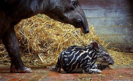 Sara. Pasiasta gwiazda wrocławskiego zoo