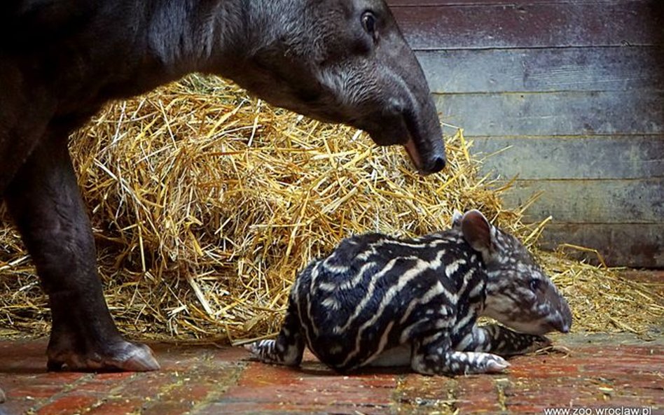 Sara. Pasiasta gwiazda wrocławskiego zoo