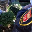 Mandaty za kradzież stroiszu na groby