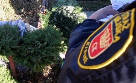 Mandaty za kradzież stroiszu na groby