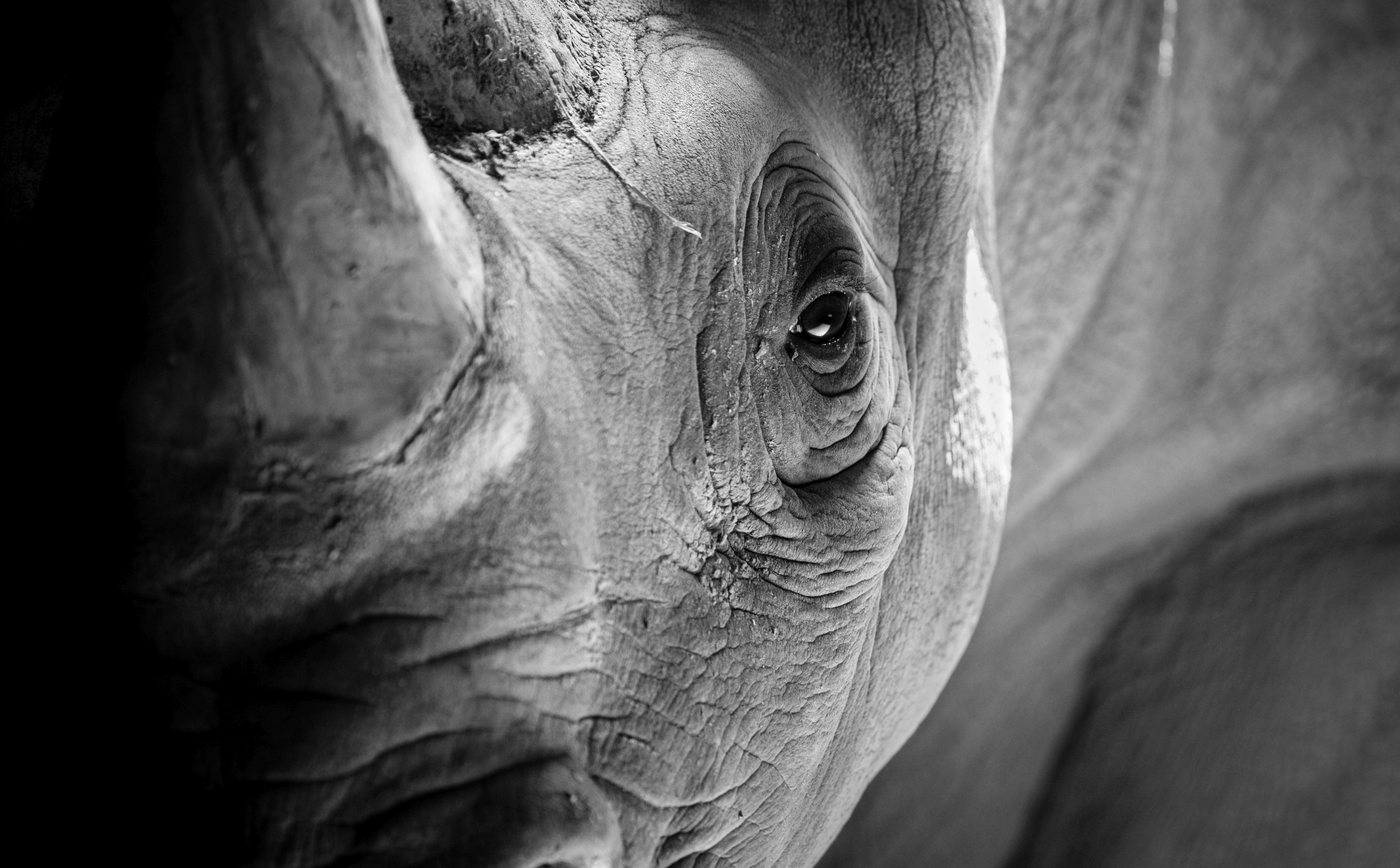 Przełomowe odkrycie w Arktyce. Ząb nosorożca przybliży poznanie historii życia na Ziemi