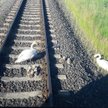 Łabędzie zablokowały ruch pociągów na 5 godzin