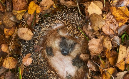 Eksperci podają, że w ciągu ostatniej dekady populacje jeża europejskiego skurczyły się nawet o 30 p