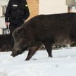 Dziki wychodzą z lasu i zapuszczają się wgłąb dzielnic
