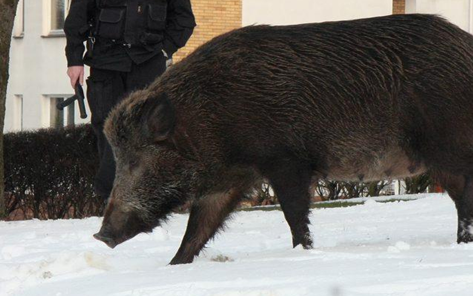 Dziki wychodzą z lasu i zapuszczają się wgłąb dzielnic