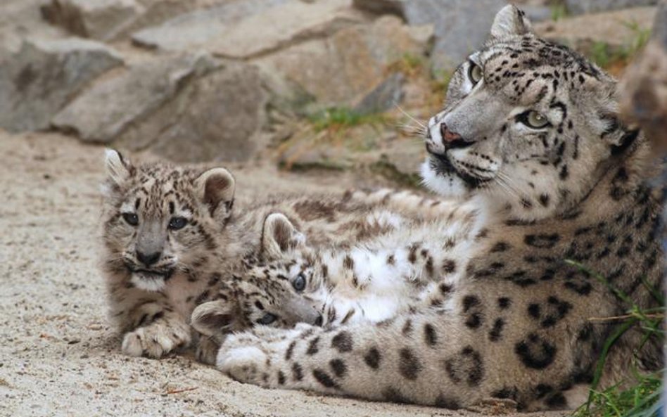 Pantery śnieżne z krakowskiego zoo