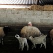 W Grecji wybijane są całe stada kóz i owiec