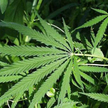 Marihuana na zdrowie