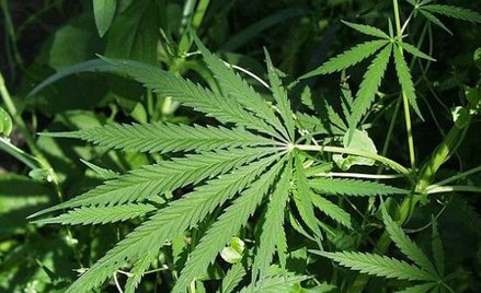 Marihuana na zdrowie