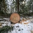 Drewno w lesie w Nadleśnictwie Dynów w okolicy m. Huta Poręby