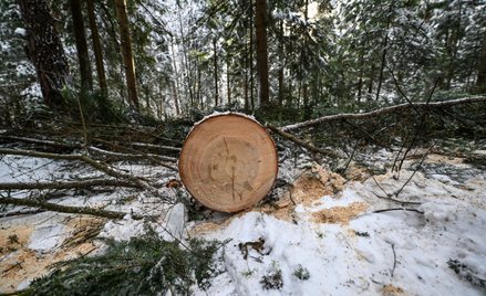 Drewno w lesie w Nadleśnictwie Dynów w okolicy m. Huta Poręby
