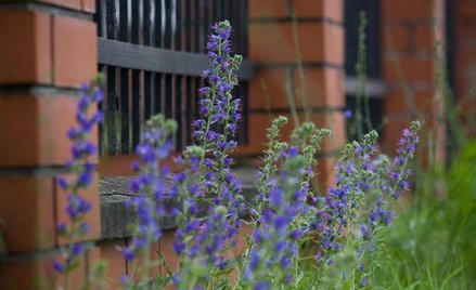 Gmina nie zmusi właścicieli nieruchomości, aby regularnie kosili trawniki na swoich posesjach