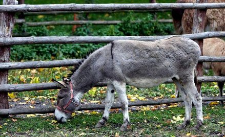Zwierzęta: dzielny jak osioł