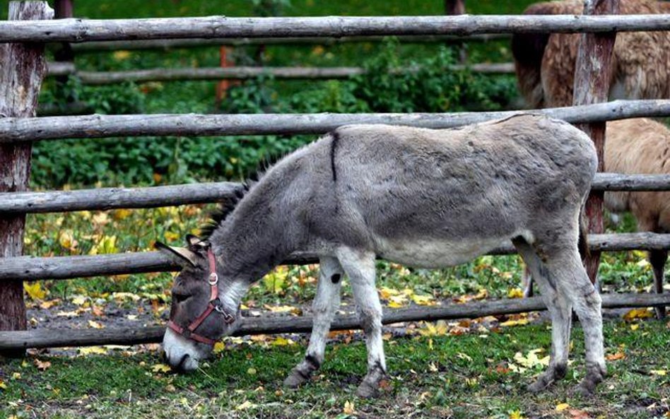 Zwierzęta: dzielny jak osioł