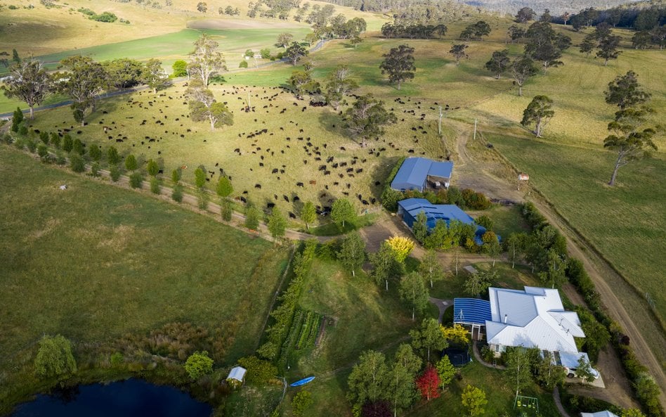 CPC użytkuje w Australii ponad 6 mln hektarów gruntów rolnych i posiada ponad 400 tys. sztuk bydła