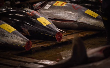 Pierwsza aukcja tuńczyków w 2017 roku na tokijskim targu Tsukiji
