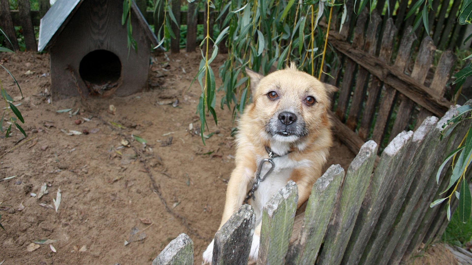 Koniec z trzymaniem psów na łańcuchach. Tę rewolucję może powstrzymać tylko Nawrocki