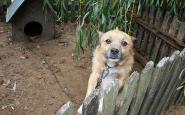 Nawet ponad milion psów może być w Polsce trzymanych na łańcuchach.