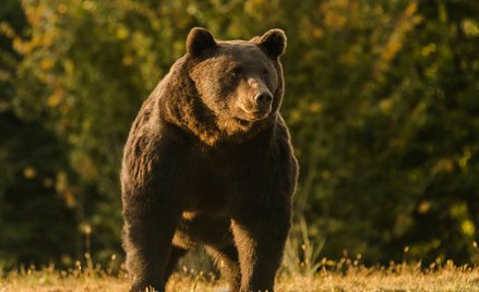 Książę Liechtensteinu oskarżony o zastrzelenie niedźwiedzia