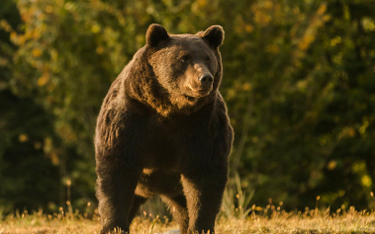 Książę Liechtensteinu oskarżony o zastrzelenie niedźwiedzia