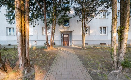 Warto umieścić na oknach białe linie, które zapobiegają zderzeniom ptaków z szybami