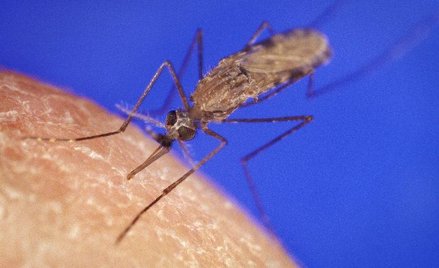 Genetyczna sterylizacja