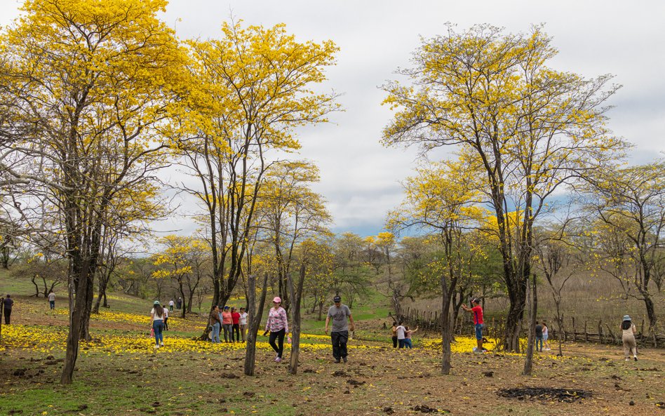 W tym roku żółte kwiaty na drzewach guayacan pojawiły się już we wrześniu
