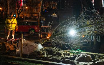 Pierwotnie Zarząd Dróg Miejskich (ZDM) planował 101 nasadzeń, ale udało się wygospodarować miejsce n