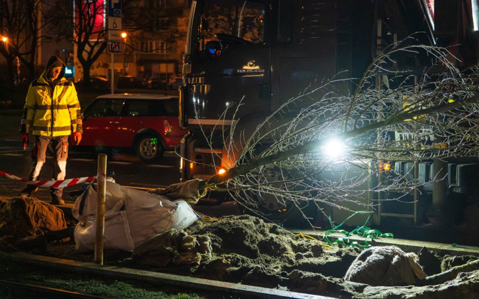 Pierwotnie Zarząd Dróg Miejskich (ZDM) planował 101 nasadzeń, ale udało się wygospodarować miejsce n