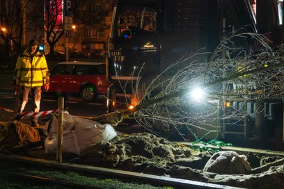 Pierwotnie Zarząd Dróg Miejskich (ZDM) planował 101 nasadzeń, ale udało się wygospodarować miejsce n