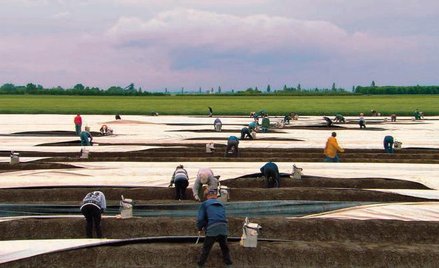 Ostry film o jedzeniu