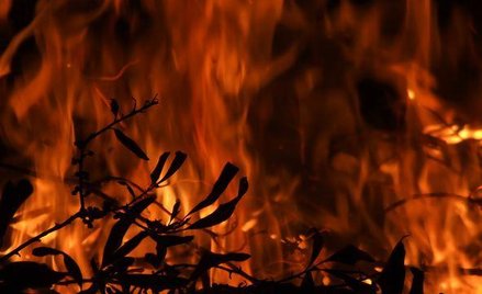 Nie wolno palić liści, jeżeli jest prowadzona ich selektywna zbiórka w gminie