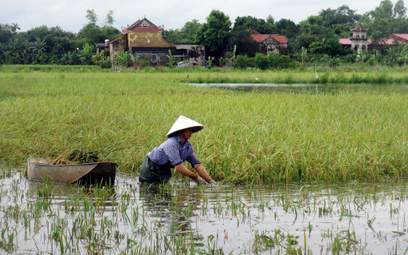 South China Morning Post: Chiny stworzyły słonowodny ryż