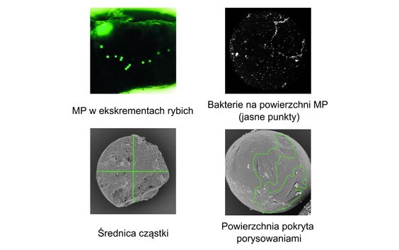 Mikroplastik w badaniach.
