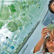 Opatrunki opracowano w pracowni Zakładu Biochemii Genetycznej Uniwersytetu Wrocławskiego. Na zdjęciu