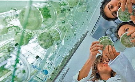 Opatrunki opracowano w pracowni Zakładu Biochemii Genetycznej Uniwersytetu Wrocławskiego. Na zdjęciu