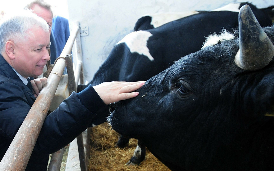 Forsowanie „piątki” wynikało m.in z osobistych przekonań Jarosława Kaczyńskiego