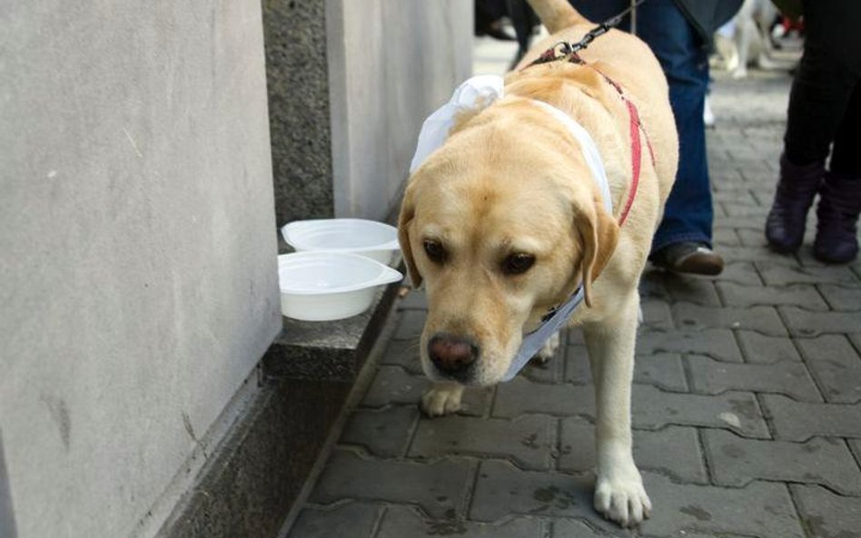 Kobieta porwała labradora