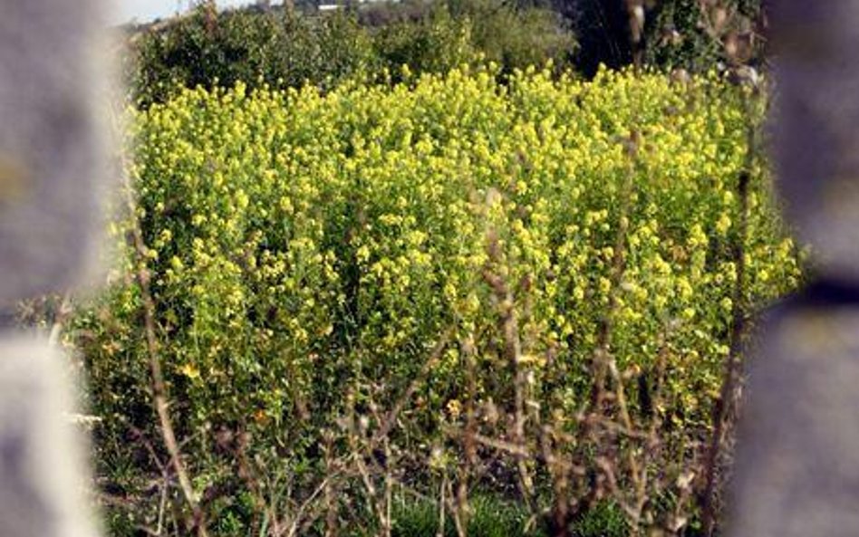Kraje eksportujące ropę obwiniają biopaliwa o głód na świecie
