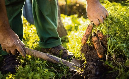Żywność organiczna ma być lepsza dla zdrowia, w porównaniu z konwencjonalną, dzięki niższym stężenio