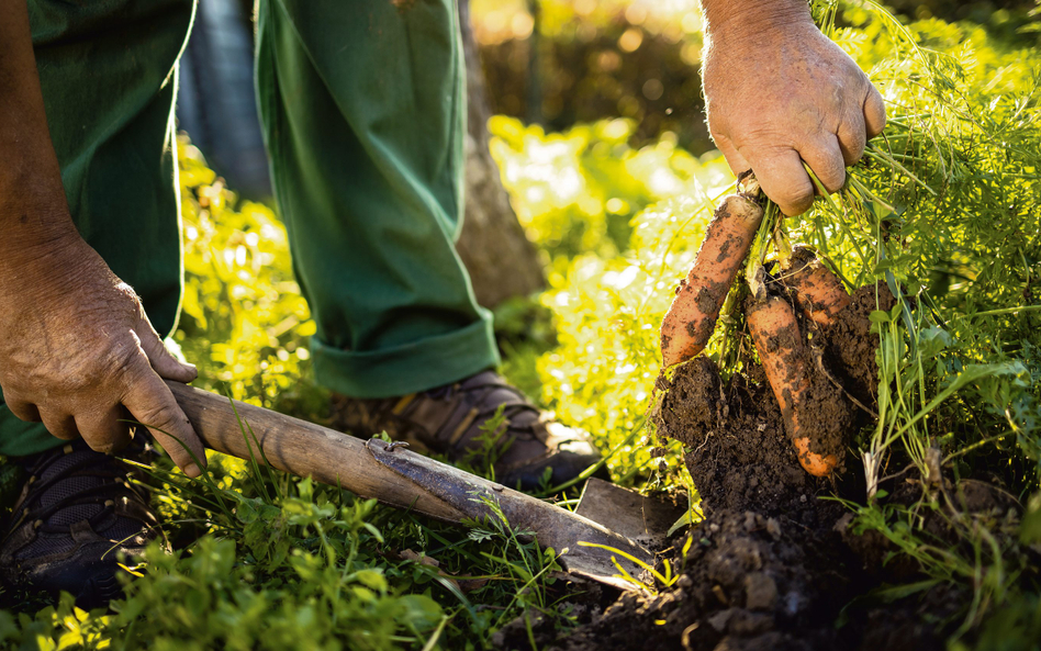 Żywność organiczna ma być lepsza dla zdrowia, w porównaniu z konwencjonalną, dzięki niższym stężenio