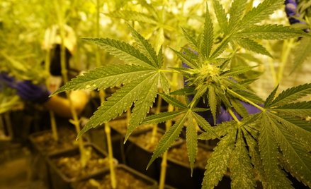 Śląsk: Dwa piętra plantacji marihuany