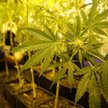 Śląsk: Dwa piętra plantacji marihuany