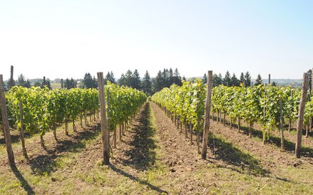 Winnica Wiarus w Podkarpaciu