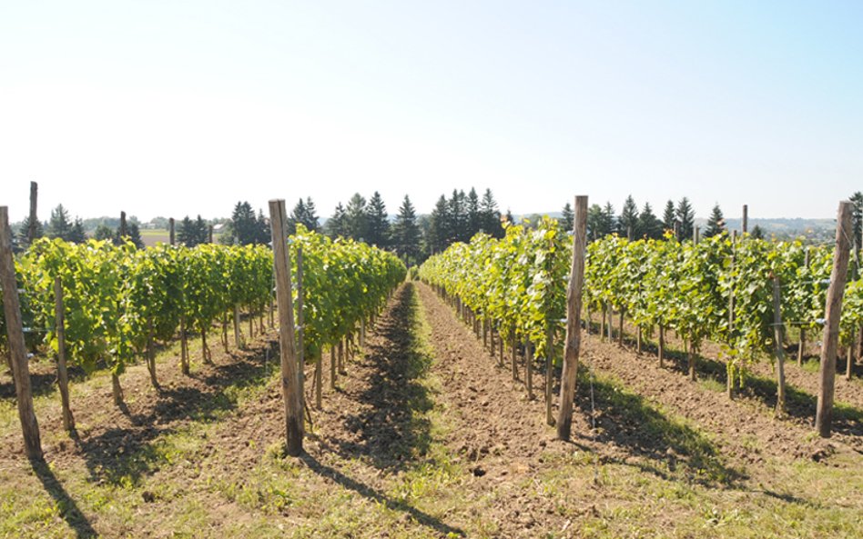 Winnica Wiarus w Podkarpaciu